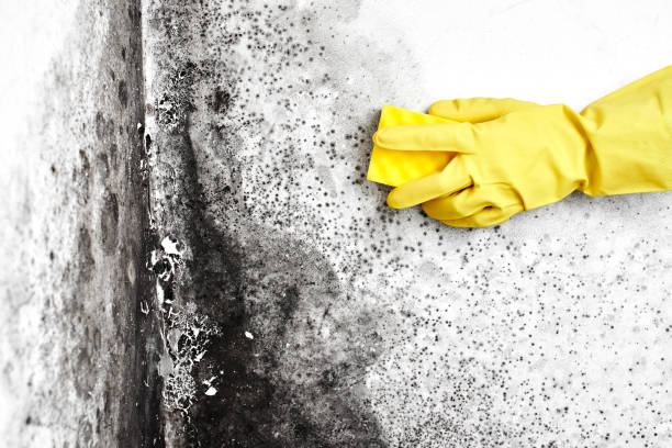 Biohazard Mold Removal in Caryville, TN