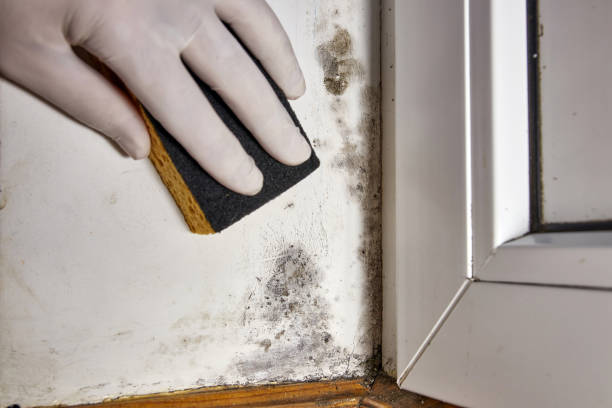 Best Comprehensive Air Testing for Mold Contaminants  in Caryville, TN